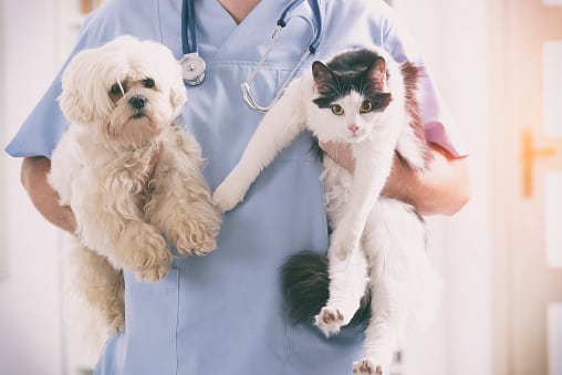 veterinary clinic medical/healthcare