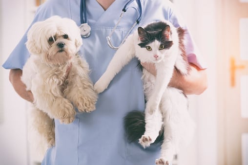 veterinary services veterinary clinic medical/healthcare